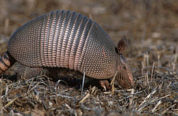 Devynjuostis šarvuotis (Dasypus novemcinctus)