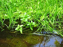 Photo de Glyceria fluitans et de trèfle d'eau, deux aliments de zone marécageuses.