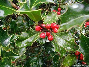 Almindelig Kristtorn (Ilex aquifolium)