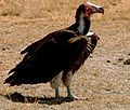 Nubian vulture, an Old World vulture