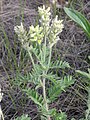 L'oxytropis poilu