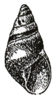 Drawing of shell of Rhachistia aldabrae