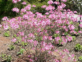 Rhododendron vaseyi