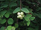 Symphoricarpos mollis