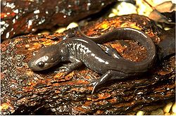 Jefferson salamander