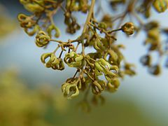 Arnicratea grahamii.