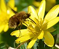 Ficaire pollinisée par le grand bombyle.