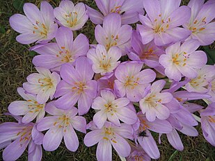 <center>Colchicum byzantinum</center>