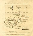 Image 45The chart of the Galápagos published by the English pirate William Ambrosia Cowley in 1684, the source of many of the islands' English names (from Galápagos Islands)