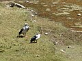 Una pareja de piuquenes en La Oroya, Perú