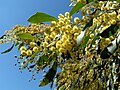 Image 40Golden Wattle, Australia's floral emblem and the source of Australia's national colours, green and gold (from Culture of Australia)