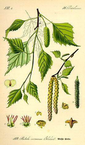 Rauduskoivu (Betula pendula)