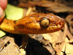 Description de l'image Leptodeira polysticta.jpg.