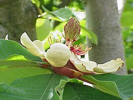 Magnolia obovata