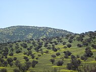 Vårgrønt landskap i matorral økoregion ved Santiago