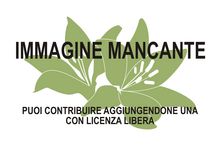 Immagine di Allardia mancante