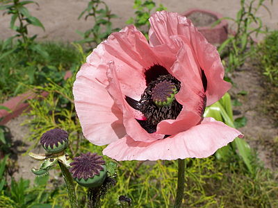 papavo (Papaver somniferum) estas la planta fonto de morfino kaj kodeino