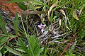 Romulea camerooniana