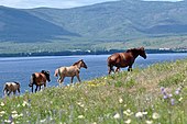 Baŝkiraj ĉevaloj proksime de Yakty-Kul-lago