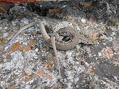 Accouplement du lézard dans le sud de la France (ici : Lézard catalan, Podarcis liolepis).