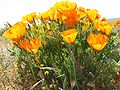 Eschscholzia californica