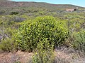 Euphorbia mauritanica nabij de Nieuwoudtville-waterval