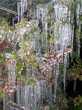 Stalactites de verglas sur un buisson