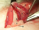 Kastration einer weiblichen Katze unter Vollnarkose. 1 Gebärmutterhorn 2 Ligamentum ovarii proprium 3 Eierstock 4 Eileiter 5 Mesosalpinx 6 Ligamentum suspensorium ovarii 7 Bauchfett 8 Operationswunde.