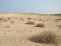 Image 19Desert scene in Egypt (from Habitat)