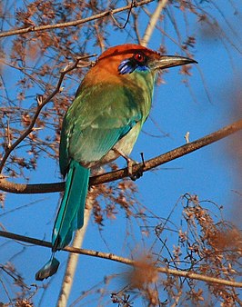 Bruinkapmotmot