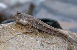 Kövön pihenő Periophthalmus novaeguineaensis