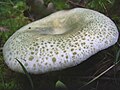 Grüngefelderter Täubling (Russula virescens)