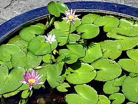 Nymphaea caerulea