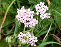 Achillea millefolium (fior)