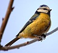 Mallerenga blava (Parus caeruleus)