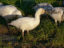 A. c. caerulescens