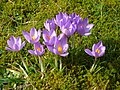 Crocus etruscus (F)