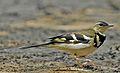 Forest wagtail