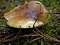 !!Tricholoma equestre!!