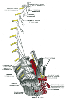 Plan of right sympathetic cord and splanchnic nerves. (Inferior cervical ganglion labeled at upper right.)