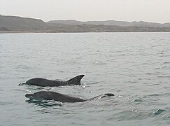 Indo-Pacific bottlenose dolphins off the southern shore of Iran, around Hengam Island