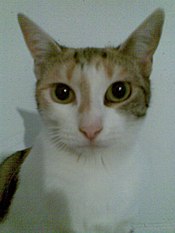 Katze Carla (* September 2006; † 25. Oktober 2007)