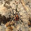 Latrodectus tredecimguttatus, samica