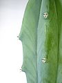 Close-up of Myrtillocactus geometrizans areoles with spines