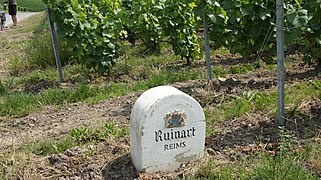 Marque Ruinart dans les vignes.