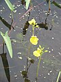 Utricularia aurea và Ipomoea aquatica