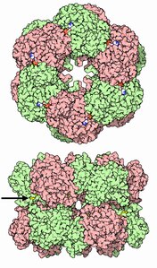 Glutamat-Ammonium-Ligase