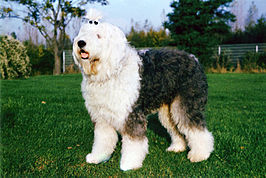 Old English Sheepdog