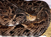 Bothrops asper.jpg