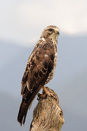 Svainsona buteo, hela morfo (plenkreskulo)